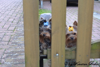 Amigo & Tinka Bell