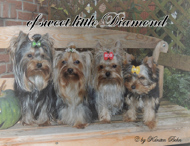 Amigo, Chelsea, Tinka Bell, Mijou