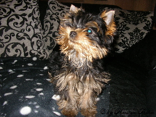 Amigo