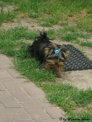 Amigo