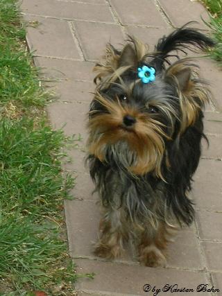 Amigo